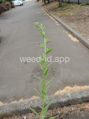tarweed, coast